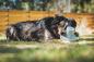 Preview: Ruffwear Porchini Toy Gray Sky Preview: Ruffwear Porchini Toy Gray Sky